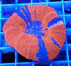 画像1: No.13 オーストラリア産 スコリミア　スーパーマン (1)