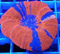 画像2: No.13 オーストラリア産 スコリミア　スーパーマン (2)