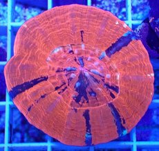 画像1: No.14 オーストラリア産 スコリミア　war paint (1)