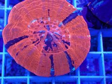 画像2: No.14 オーストラリア産 スコリミア　war paint (2)