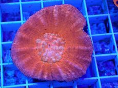 画像1: No.15 オーストラリア産 スコリミア　Red (1)