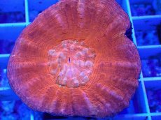 画像2: No.15 オーストラリア産 スコリミア　Red (2)