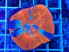 画像1: No.16 オーストラリア産 スコリミア　war paint (1)