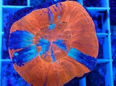 画像2: No.16 オーストラリア産 スコリミア　war paint (2)