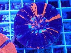 画像1: No.17 オーストラリア産 スコリミア　war paint (1)