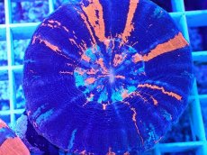 画像2: No.17 オーストラリア産 スコリミア　war paint (2)