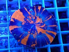 画像1: No.18 オーストラリア産 スコリミア　war paint (1)