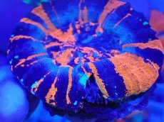 画像2: No.18 オーストラリア産 スコリミア　war paint (2)