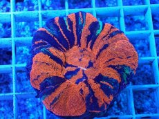 画像1: No.19 オーストラリア産 スコリミア　war paint (1)