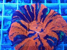 画像2: No.19 オーストラリア産 スコリミア　war paint (2)