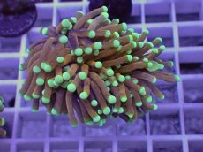 画像1: No.1 ドラゴンソウル　マスターグレード　　【人気No.1】 (1)