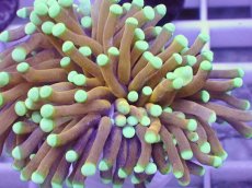 画像2: No.1 ドラゴンソウル　マスターグレード　　【人気No.1】 (2)