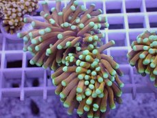 画像1: No.2 ドラゴンソウル　マスターグレード　　【人気No.1】 (1)