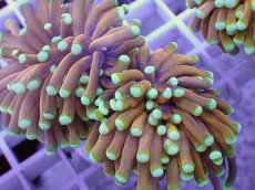 画像2: No.2 ドラゴンソウル　マスターグレード　　【人気No.1】 (2)