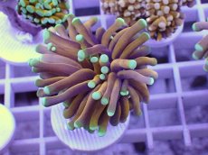 画像1: No.3 ドラゴンソウル　マスターグレード　　【人気No.1】 (1)