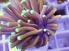 画像2: No.3 ドラゴンソウル　マスターグレード　　【人気No.1】 (2)