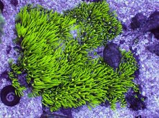 画像1: No.1 極上スターポリプ メタリックグリーン　　【人気No.1】 (1)