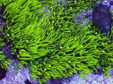 画像2: No.1 極上スターポリプ メタリックグリーン　　【人気No.1】 (2)