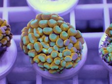 画像1: No.4 ミニゴールドトーチ　　【人気No.1】 (1)