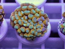 画像2: No.4 ミニゴールドトーチ　　【人気No.1】 (2)