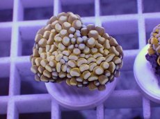 画像1: No.5 ミニゴールドトーチ　　【人気No.1】 (1)