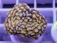 画像2: No.5 ミニゴールドトーチ　　【人気No.1】 (2)