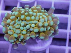 画像1: No.6 ミニゴールドトーチ　　【人気No.1】 (1)