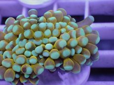 画像2: No.6 ミニゴールドトーチ　　【人気No.1】 (2)