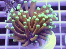 画像1: No.7 ドラゴンソウル　マスターグレード　　【人気No.1】 (1)