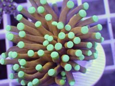 画像2: No.7 ドラゴンソウル　マスターグレード　　【人気No.1】 (2)