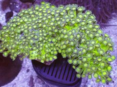 画像1: No.2 ハナガササンゴ グリッター　MLサイズ　　【人気No.1】 (1)