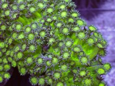 画像2: No.2 ハナガササンゴ グリッター　MLサイズ　　【人気No.1】 (2)