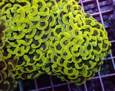 画像1: No.1 ナガレハナサンゴ　スーパーイエロー (1)