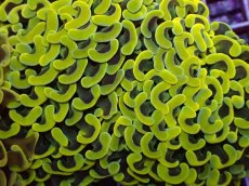 画像2: No.1 ナガレハナサンゴ　スーパーイエロー (2)