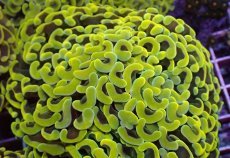 画像1: No.2 ナガレハナサンゴ　スーパーイエロー (1)