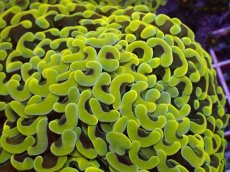 画像2: No.2 ナガレハナサンゴ　スーパーイエロー (2)