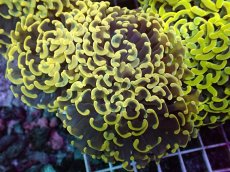 画像1: No.3 ナガレハナサンゴ　スーパーイエロー (1)
