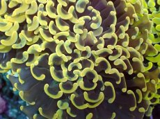 画像2: No.3 ナガレハナサンゴ　スーパーイエロー (2)