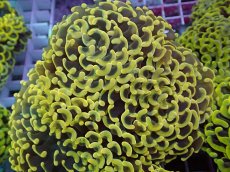 画像1: No.4 ナガレハナサンゴ　スーパーイエロー (1)