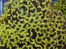 画像2: No.4 ナガレハナサンゴ　スーパーイエロー (2)