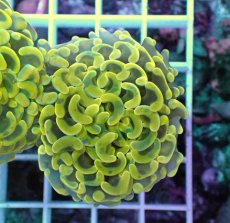 画像1: No.5 ナガレハナサンゴ　スーパーイエロー (1)