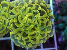 画像2: No.5 ナガレハナサンゴ　スーパーイエロー (2)