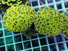 画像1: No.6 ナガレハナサンゴ　スーパーイエロー (1)