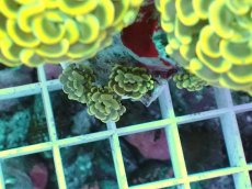 画像2: No.6 ナガレハナサンゴ　スーパーイエロー (2)