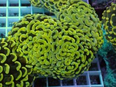 画像1: No.7 ナガレハナサンゴ　スーパーイエロー (1)