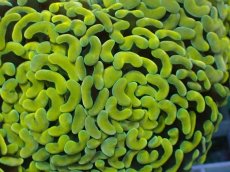 画像2: No.7 ナガレハナサンゴ　スーパーイエロー (2)