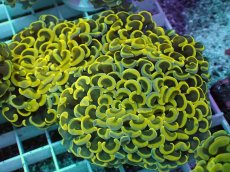 画像1: No.8 ナガレハナサンゴ　スーパーイエロー (1)