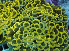 画像2: No.8 ナガレハナサンゴ　スーパーイエロー (2)