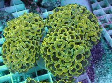 画像1: No.9 ナガレハナサンゴ　スーパーイエロー (1)