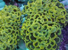 画像2: No.9 ナガレハナサンゴ　スーパーイエロー (2)